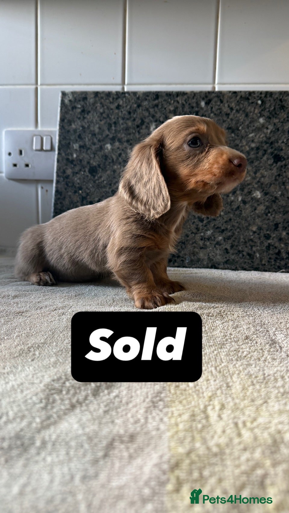 Miniature Dachshund dogs Last 3 beautiful puppy’s from a litter of 6  - Advert 2