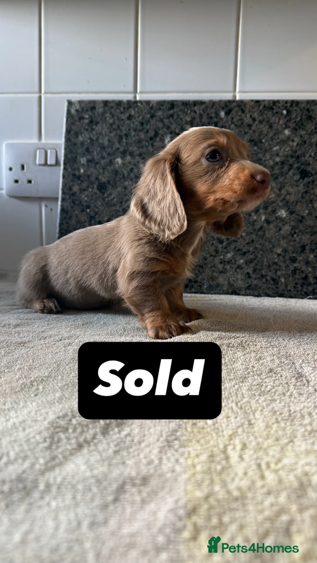 Miniature Dachshund dogs for sale: Last 3 beautiful puppy’s from a litter of 6  - Advert 2