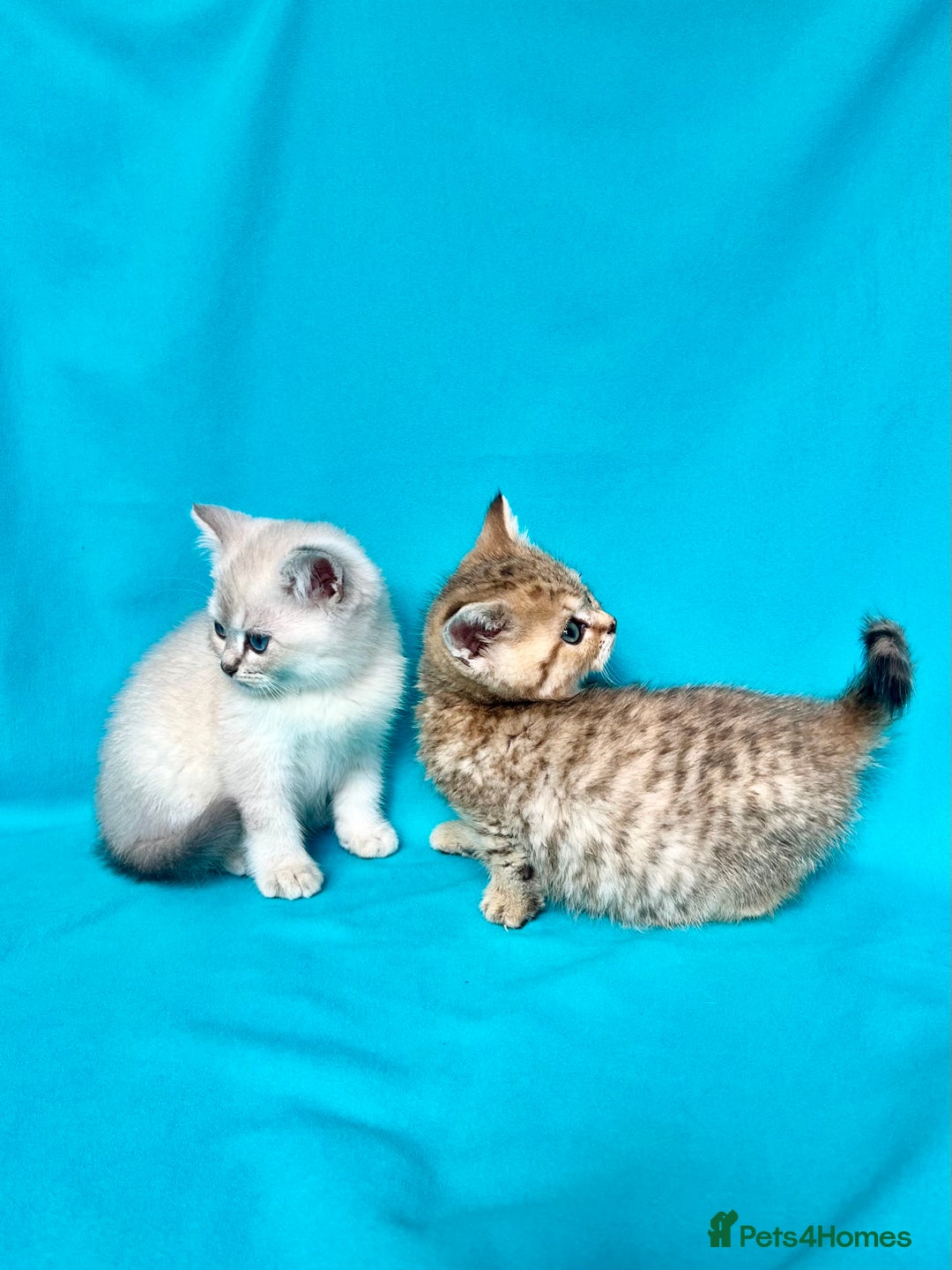 British Shorthair cats for sale: 🐾Purebred BSH kittens🐾 - Image 11