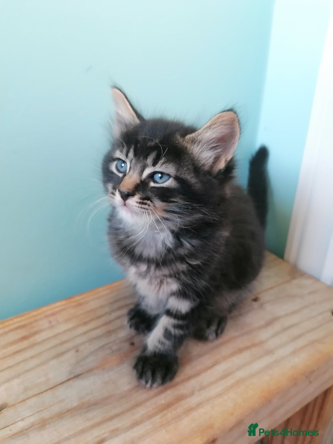 Domestic Shorthair cats for sale: 4 cute kittens :) - Advert 9