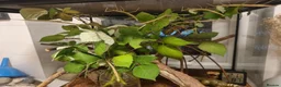 Stick Insects invertebrates for sale: Large Komodo Glass Terrarium Indian stick insects - Advert 6