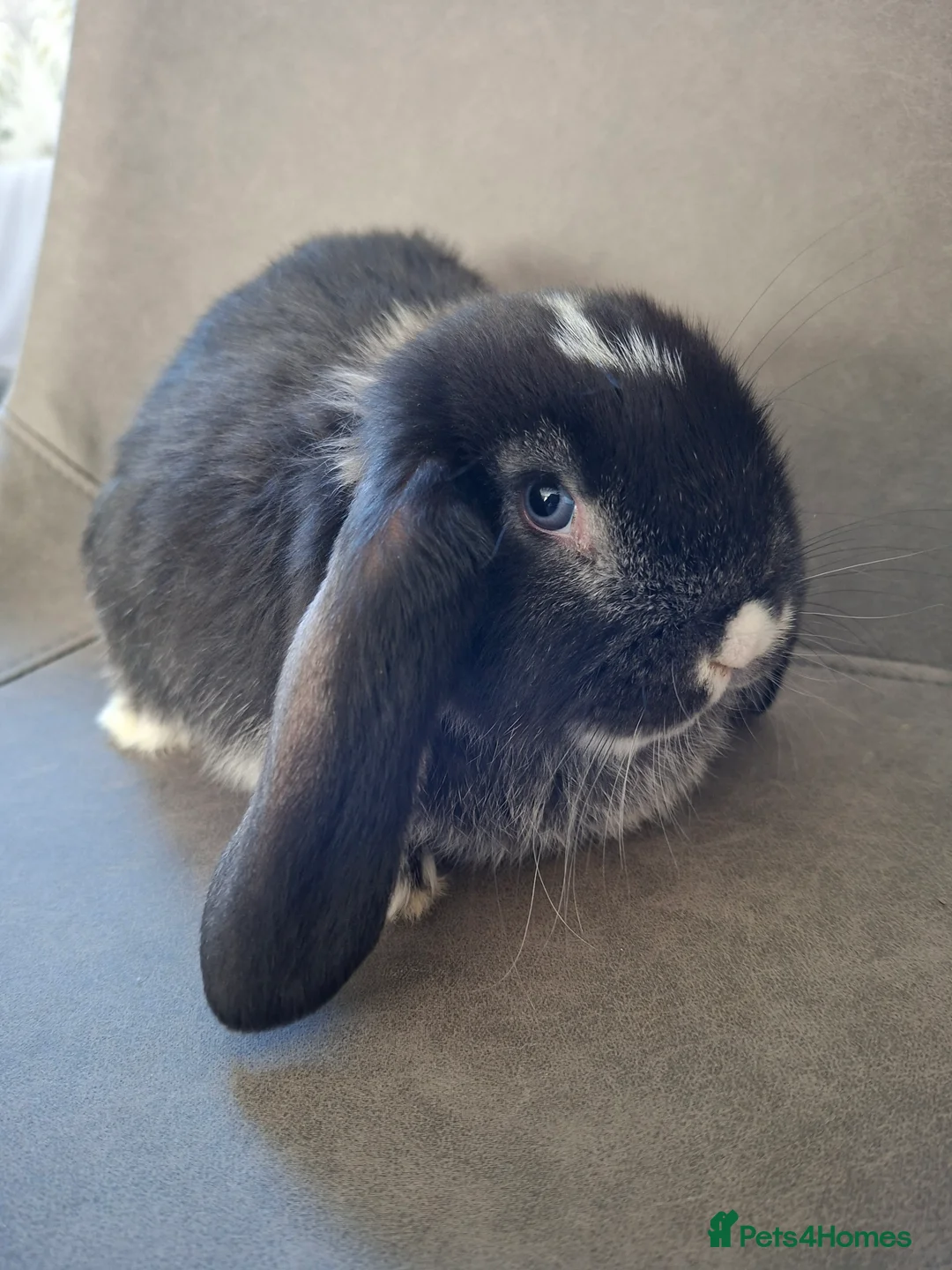 French Lop rabbits for sale: Pure bred French Lop babies - Advert 3