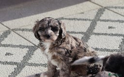 Cavapoo dogs for sale: F1 Cavapoo puppies for sale - Image 10