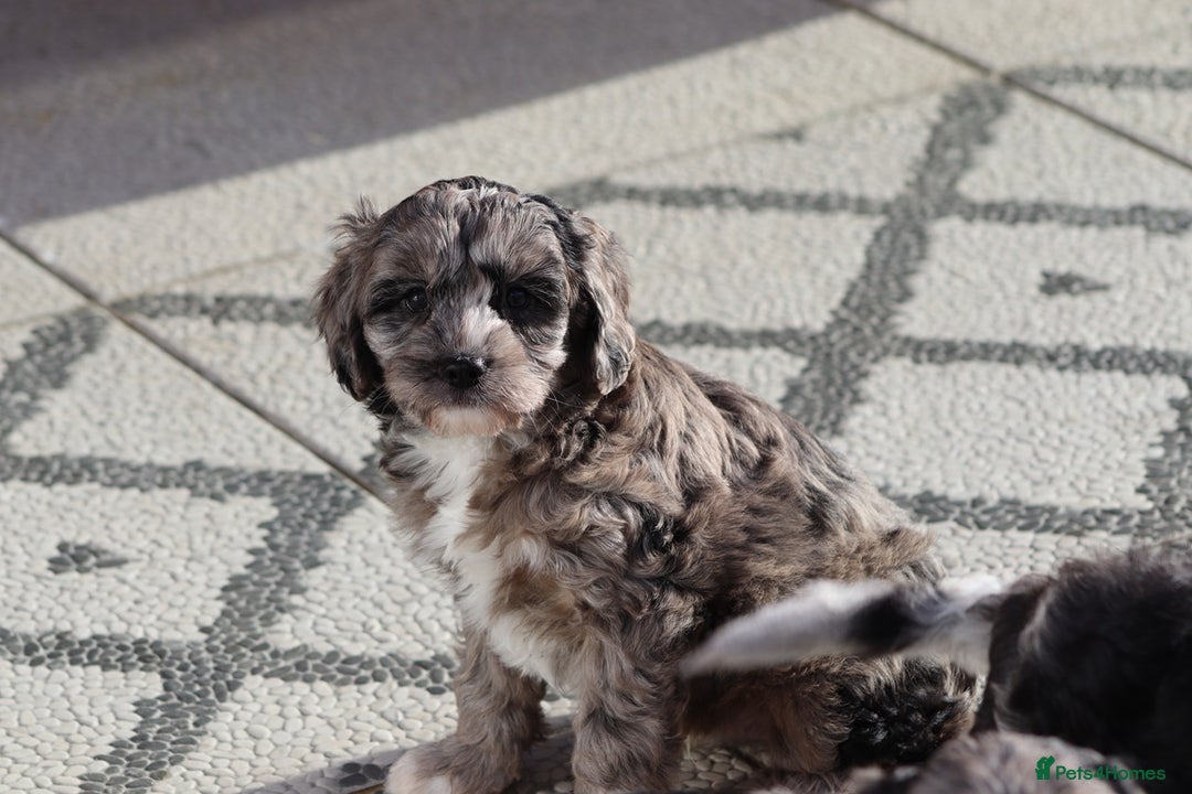 Cavapoo dogs for sale: F1 Cavapoo puppies for sale - Image 10