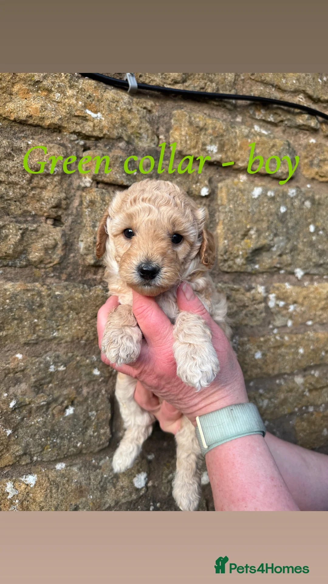 Miniature Poodle dogs for sale: Miniature poodle puppies! - Advert 9