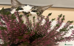 British Shorthair cats for sale: Free adopt 2Lovely Cats Looking for a Loving Home - Image 5