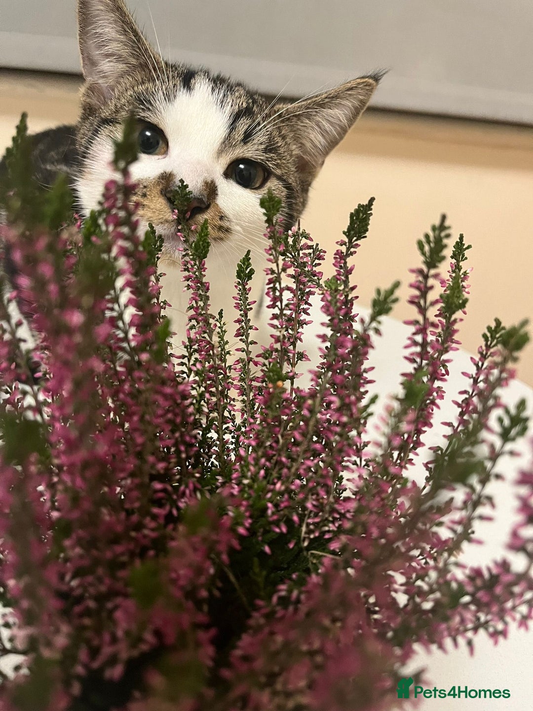 British Shorthair cats for sale: Free adopt 2Lovely Cats Looking for a Loving Home - Image 5