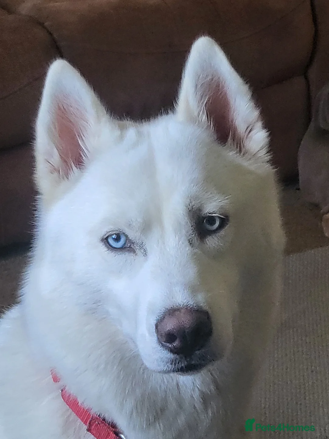 Siberian Husky dogs for sale: Siberian husky  - Advert 2