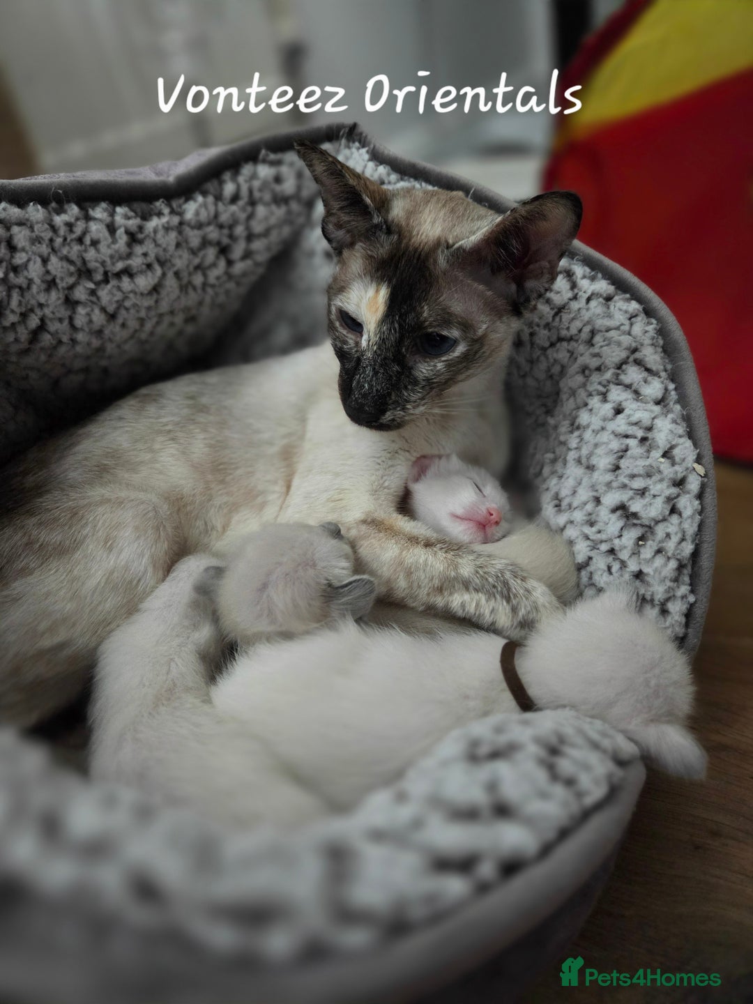 Siamese cats for sale: 8 super soft purebred GCCF reg Siamese - Image 31