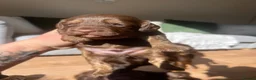 Cockapoo dogs for sale: ** Stunning Healthy F1 Cockapoos ** - Advert 4