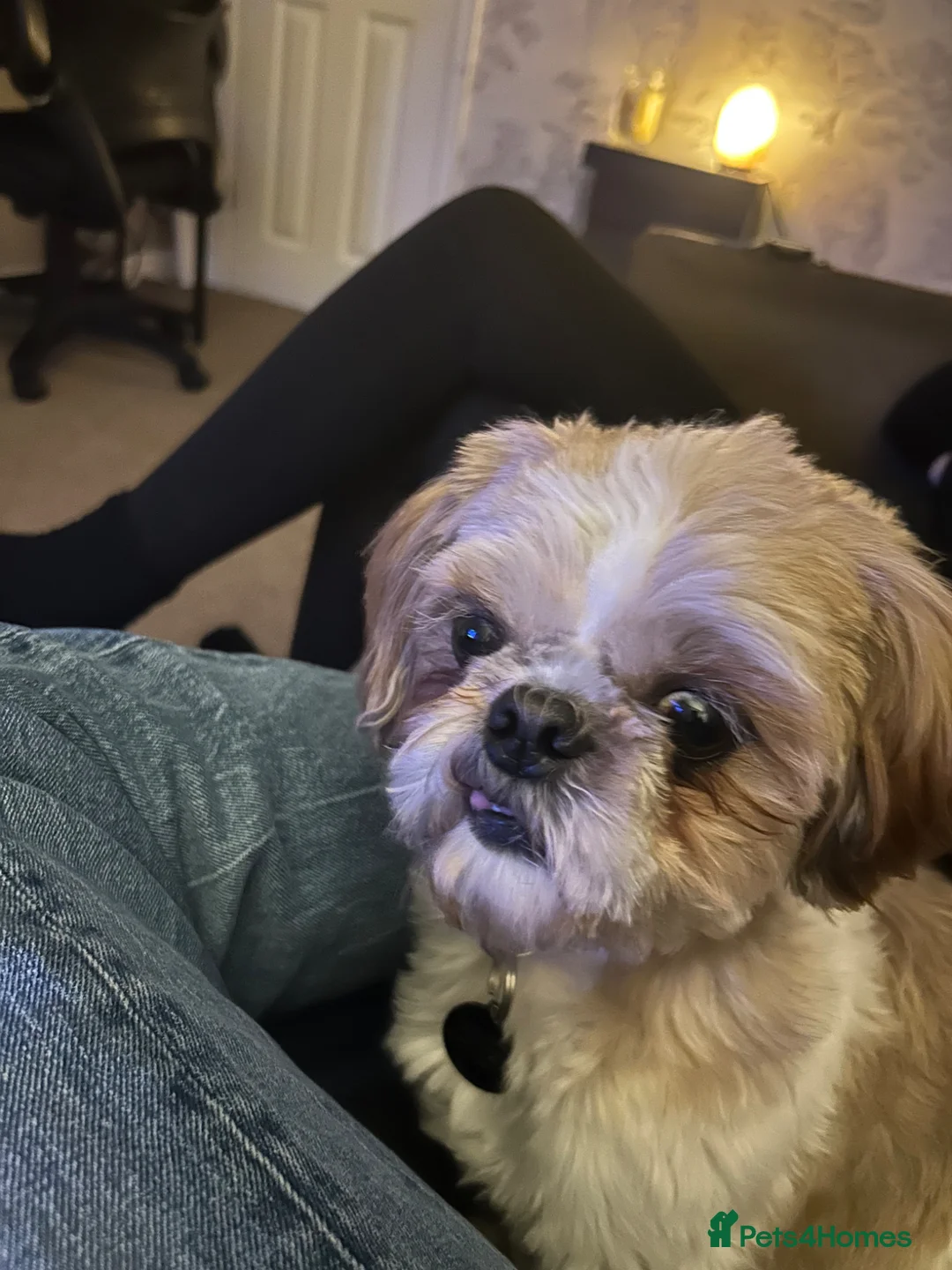 Shih Tzu dogs for stud: Male tiny Shih Tzu  in Barnsley - Advert 1