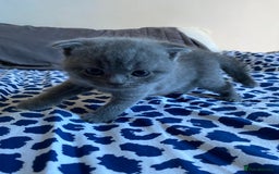 Scottish Fold cats for sale: Scottish Fold kittens for sale 3 Girls 2 Boys  - Advert 8