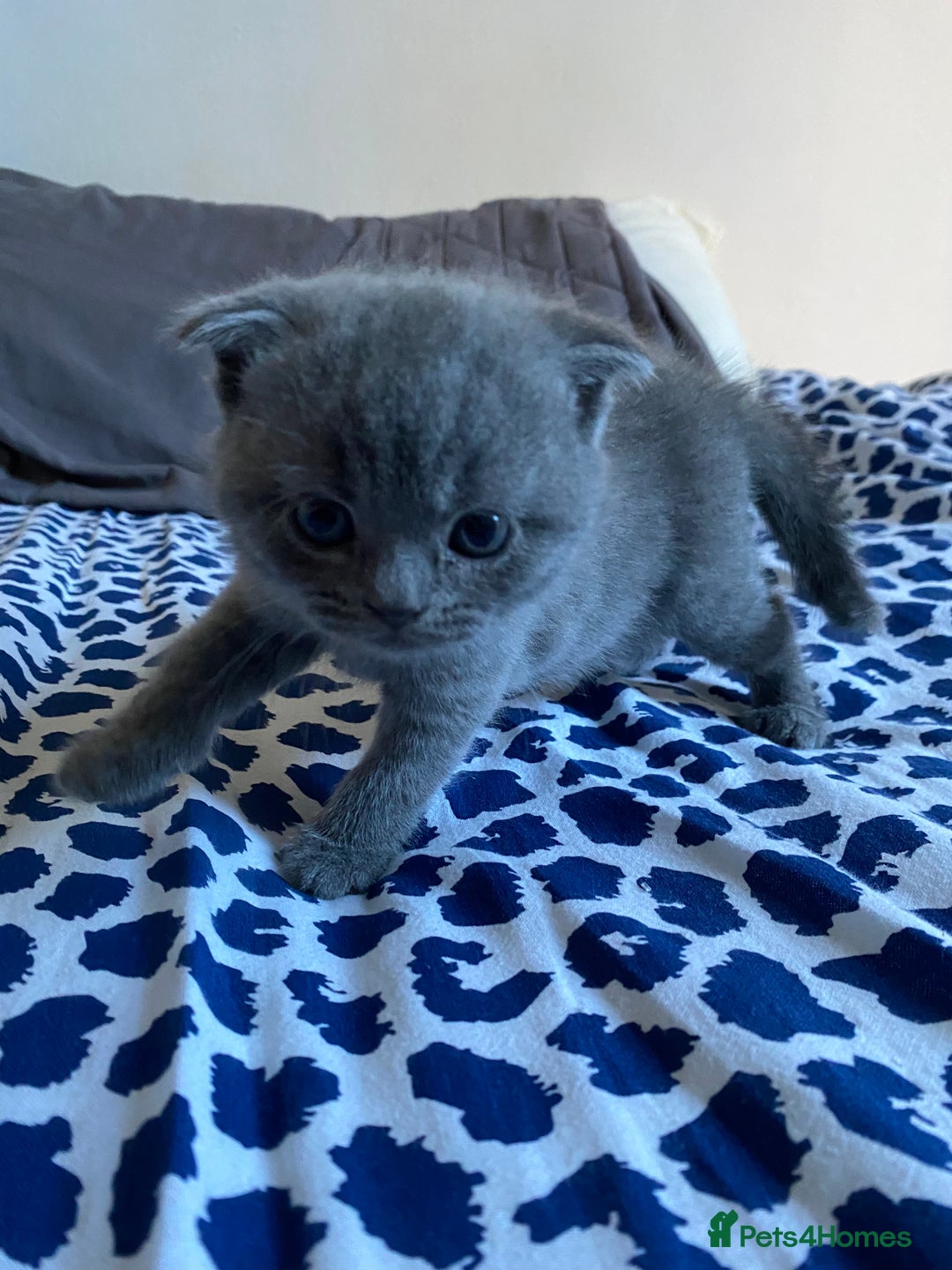 Scottish Fold cats for sale: Scottish Fold kittens for sale 3 Girls 2 Boys  - Advert 8