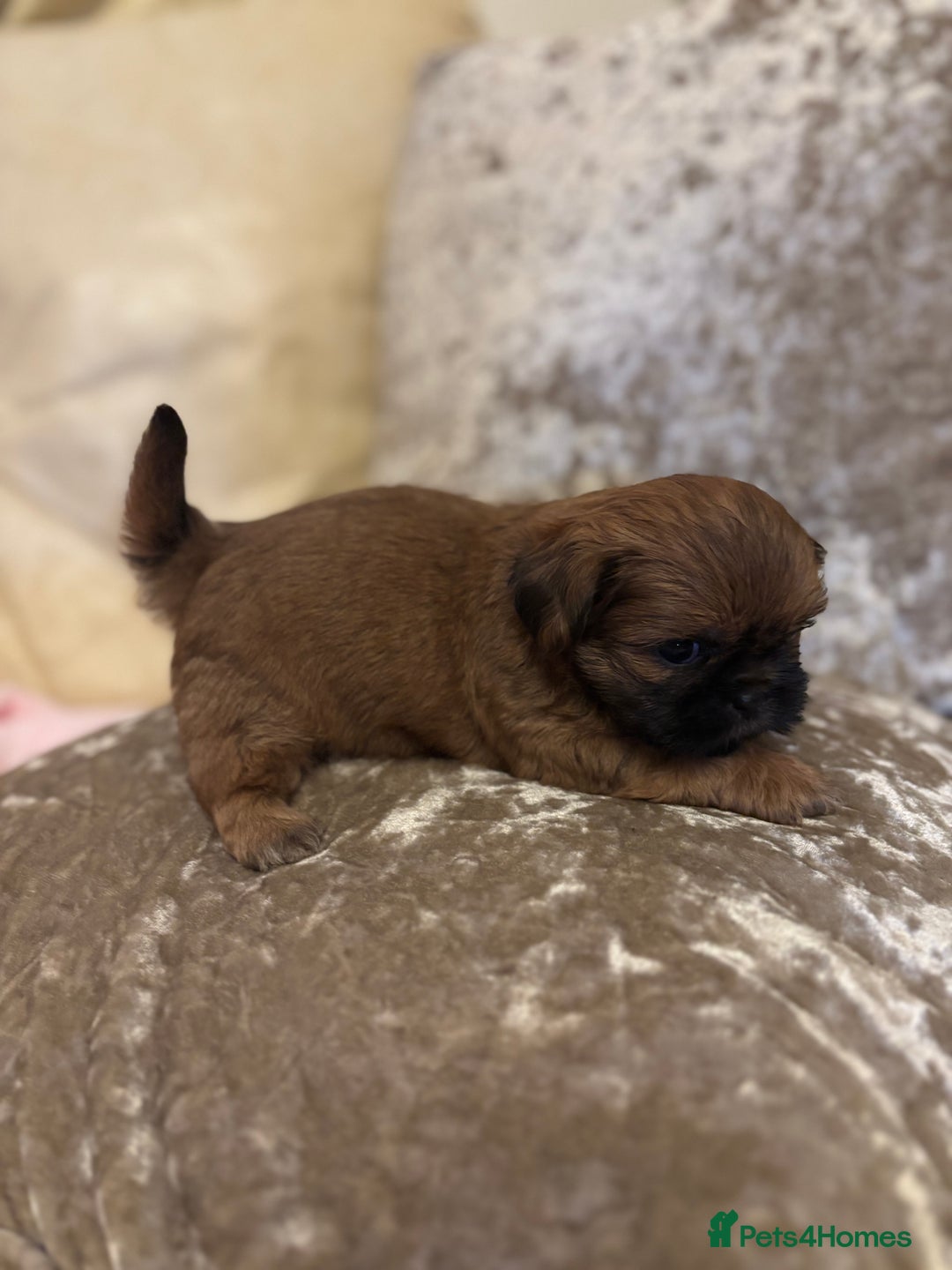 Shih Tzu dogs for sale: Shih Tzu puppies - Image 8