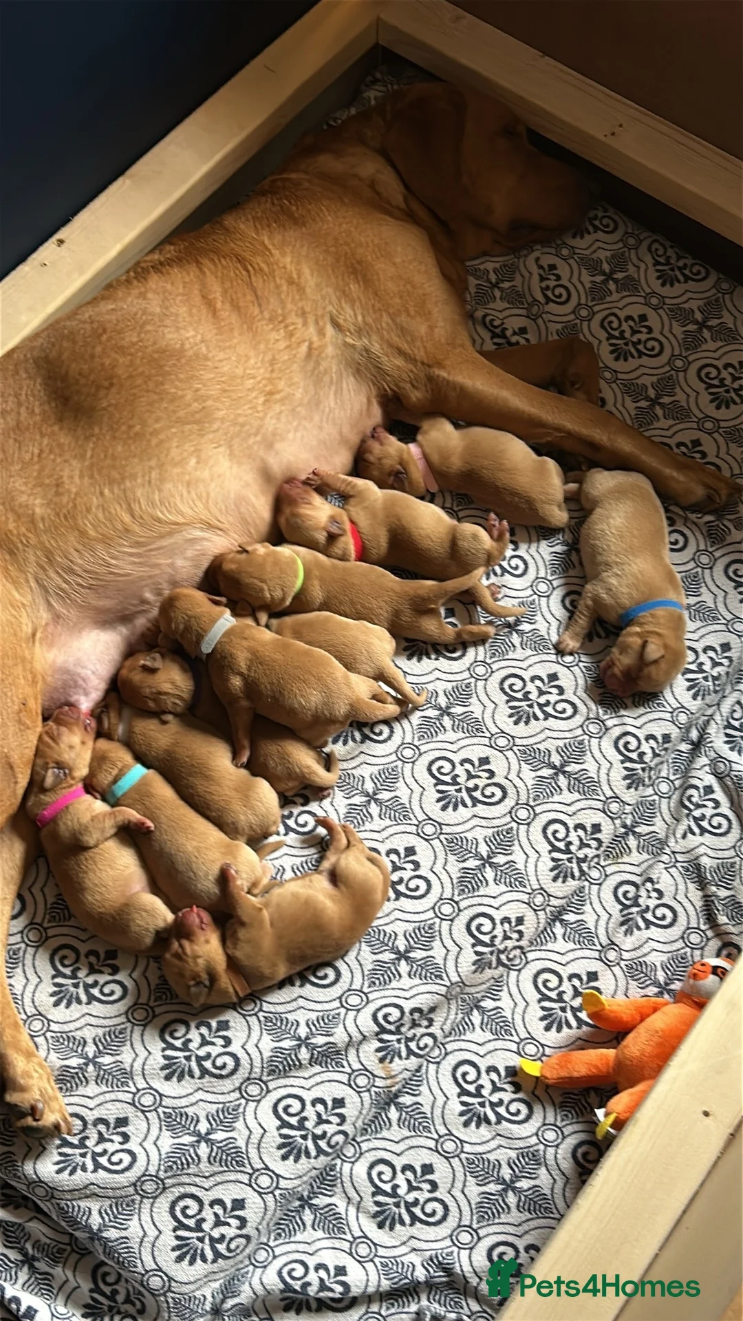 Labrador Retriever dogs for sale: Beautiful fox red Labrador litter  - Advert 2