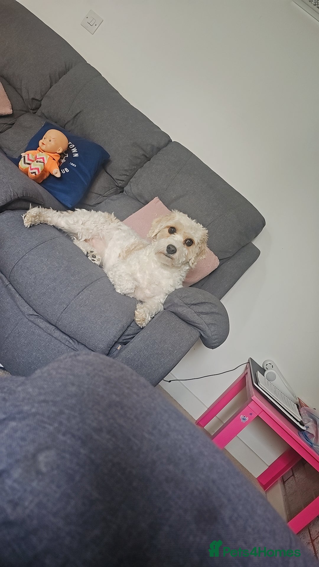 Cavachon dogs for sale: 3 year old Cavachon  - Image 8