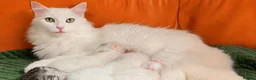 Siberian cats for sale: Siberian forest kittens 9 weeks old - Advert 4