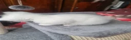 Mixed Breed cats for sale: Kittens - Advert 9