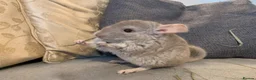 Chinchilla rodents for sale: Chinchilla kits in Brampton - Advert 8