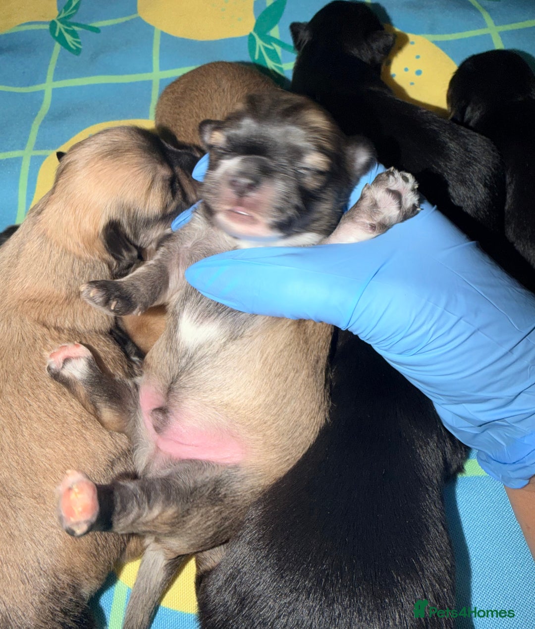 Mixed Breed dogs for sale: Malchi babies  - Advert 3