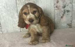 Cocker Spaniel dogs for sale: Adorable Kc reg Cocker pups - Image 13