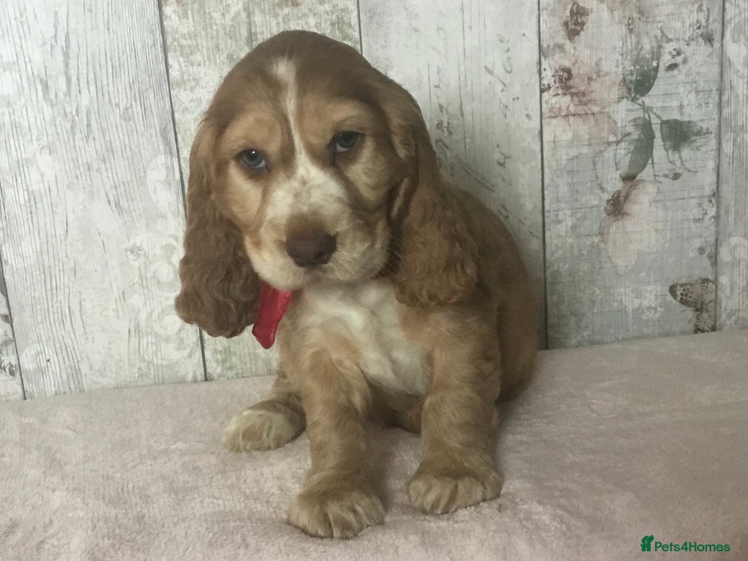 Cocker Spaniel dogs for sale: Adorable Kc reg Cocker pups - Image 13