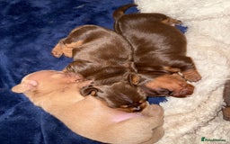 Miniature Dachshund dogs for sale: Miniature Daschund 1 Boy 1 Girl Available - Image 3