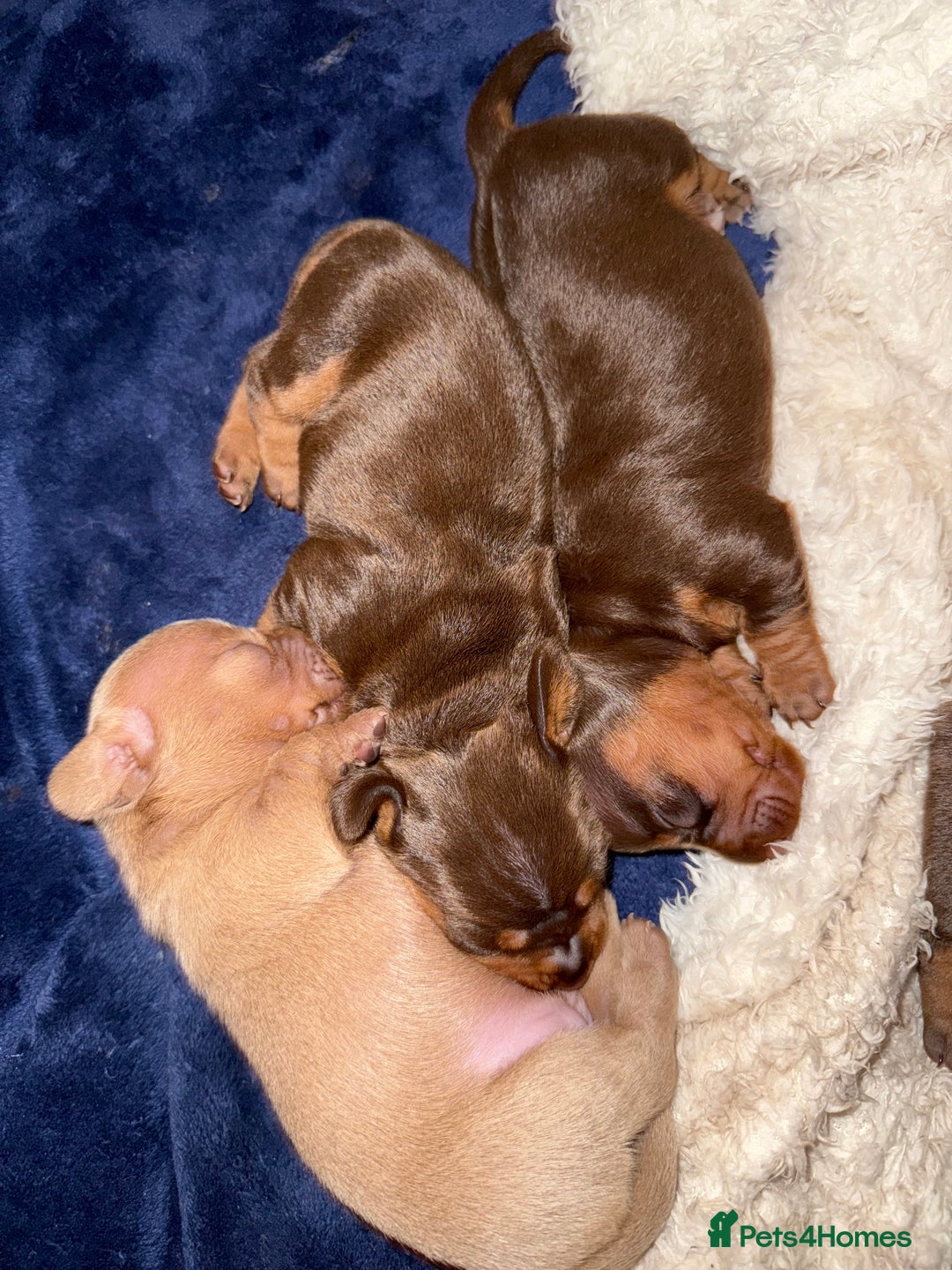 Miniature Dachshund dogs for sale: Miniature Daschund 1 Boy 1 Girl Available - Image 3