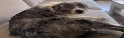 Welsh Collie dogs for sale: Welsh collie - Advert 1