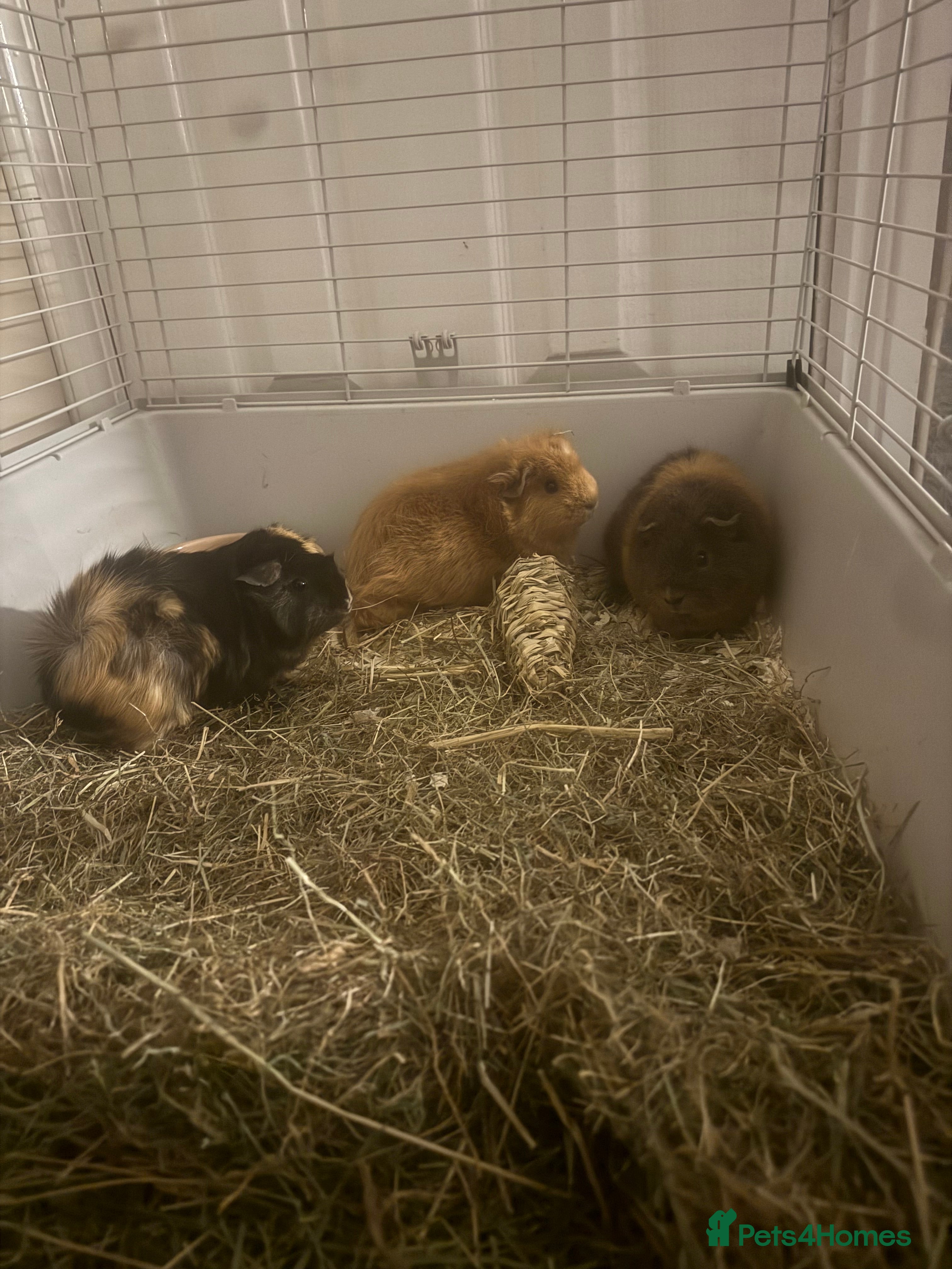 Guinea Pig rodents Trio of Female Guinea Pigs and Cage - Advert 4