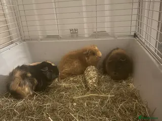 Guinea Pig rodents Trio of Female Guinea Pigs and Cage - Advert 4