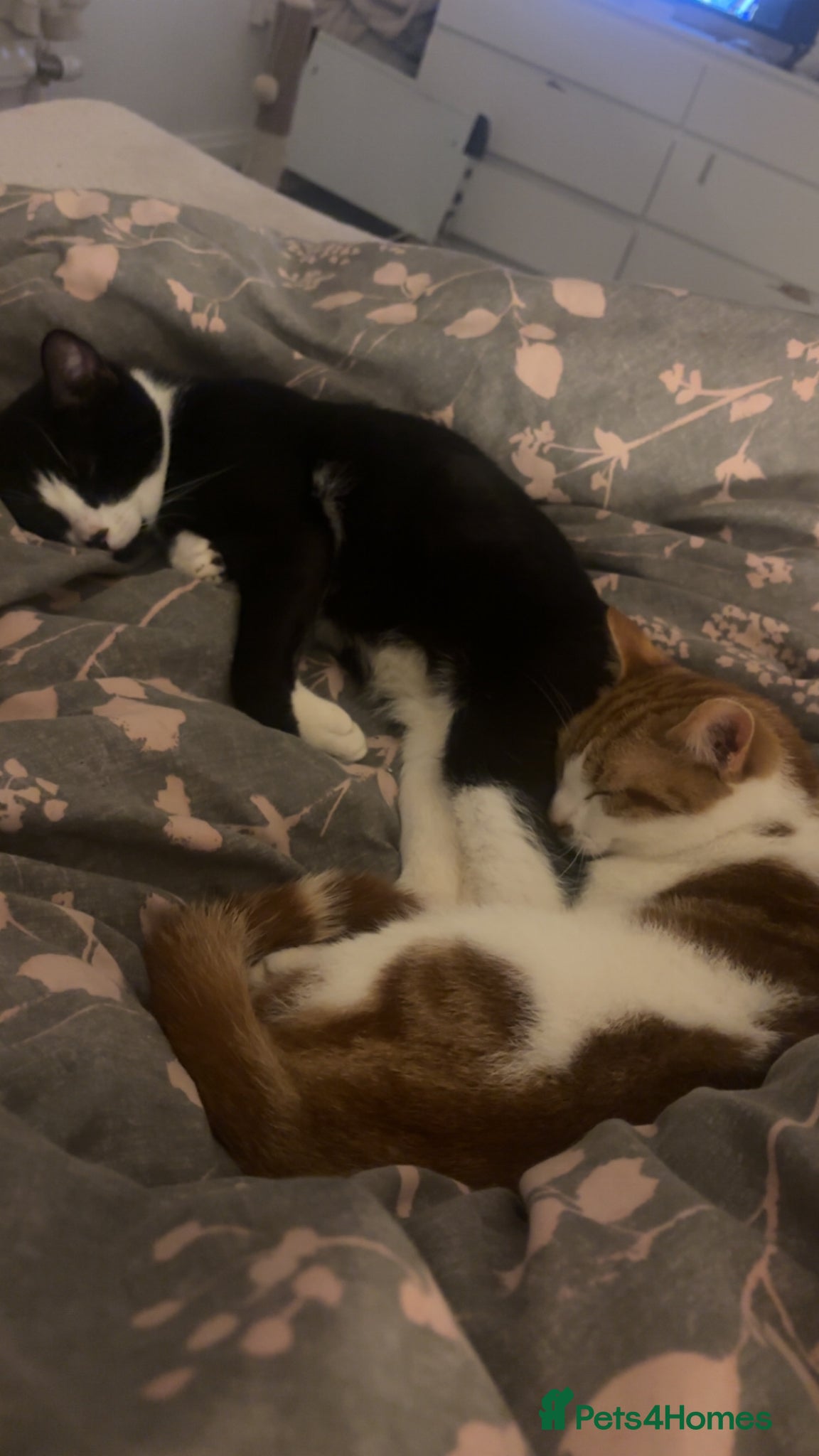 Mixed Breed cats 2 male brothers  - Advert 2