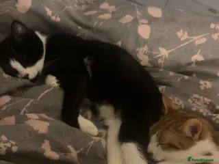 Mixed Breed cats 2 male brothers - Advert 1