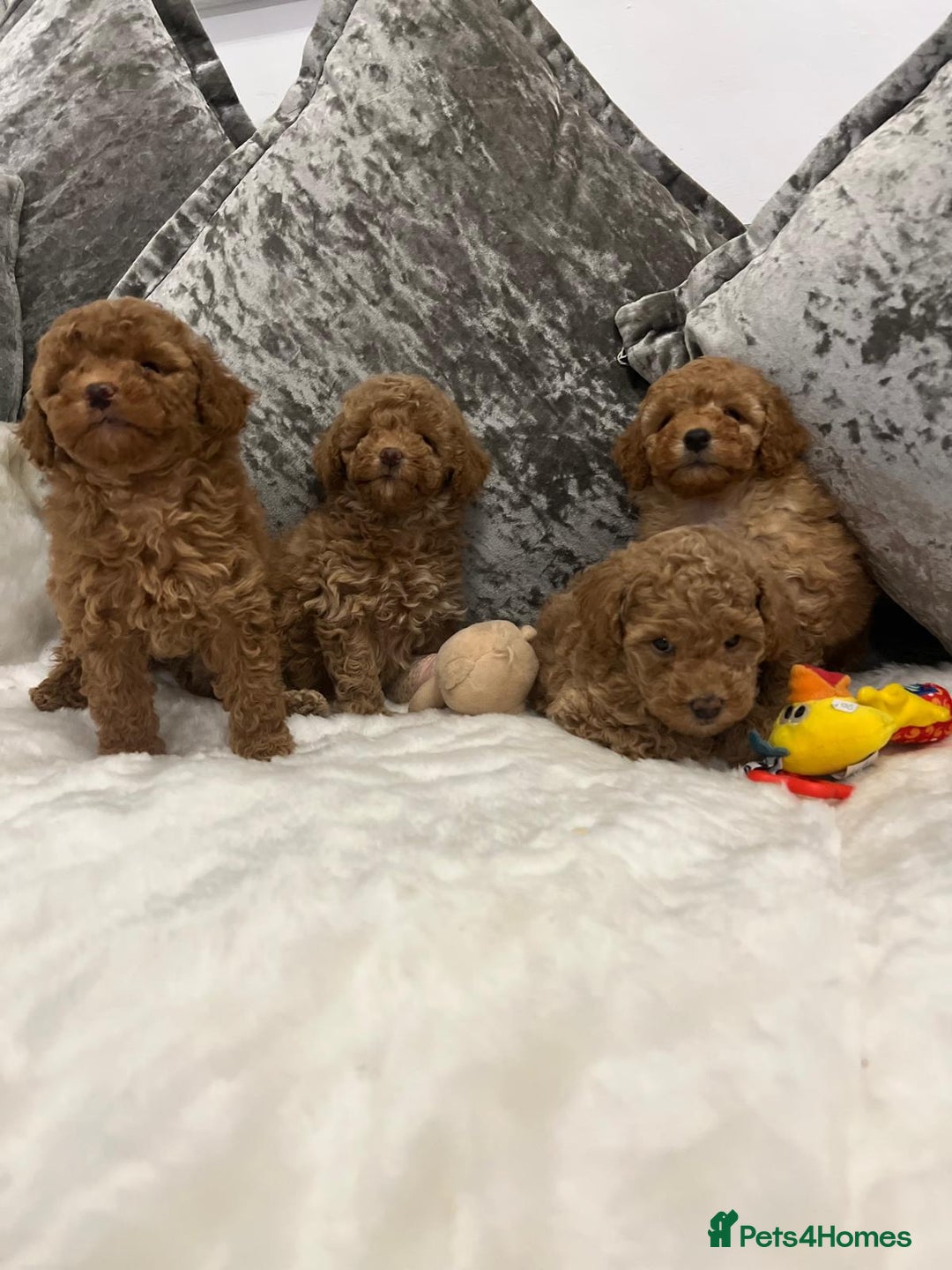 Cavapoo dogs for sale: Mixed litter ofBeautiful cavapoo  - Advert 3
