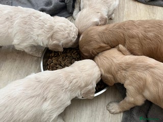 Labradoodle dogs - Advert 9