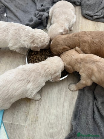 Labradoodle dogs - Advert 11
