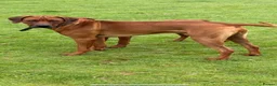 Rhodesian Ridgeback dogs for sale: Born 8th May/KC reg/Family pet/Waiting list open  - Advert 3