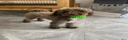 Jackapoo dogs for stud: Jackapoo for stud  - Advert 14