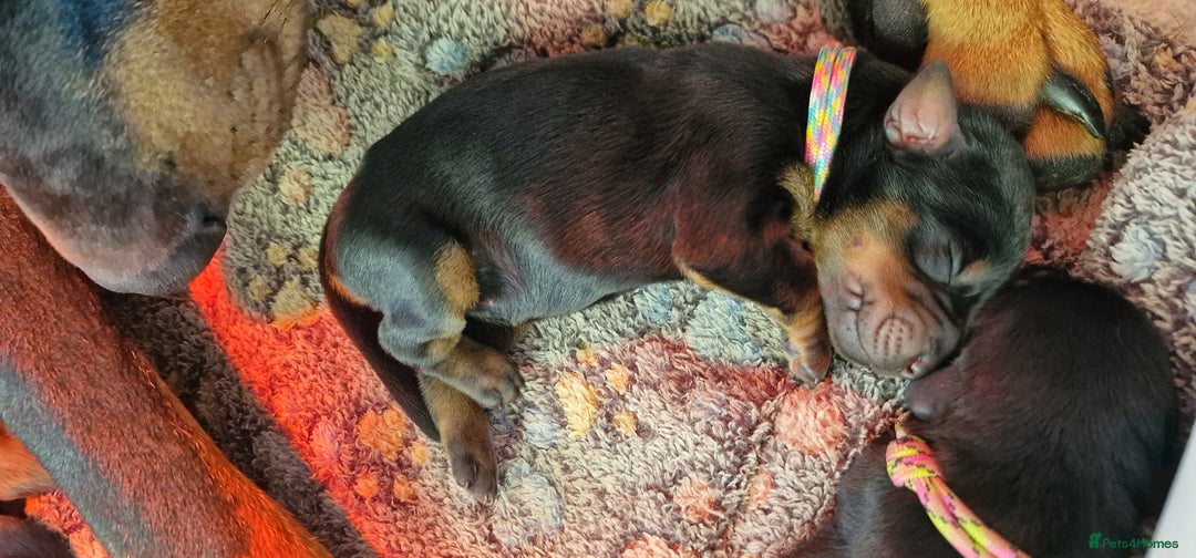 Dobermann dogs for sale: Top line doberman puppies - Image 30