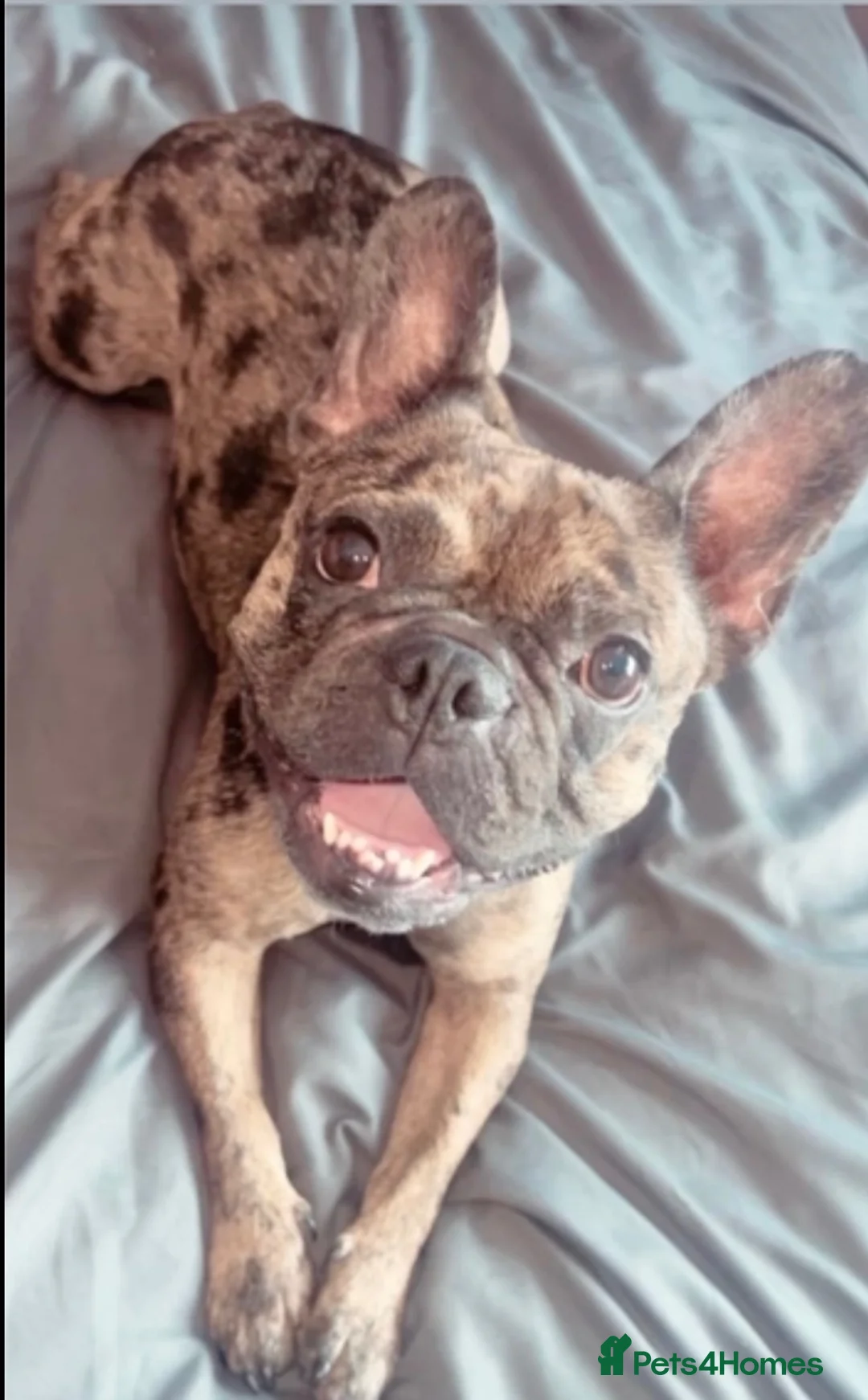 French Bulldog dogs for sale: Lilac Merl French bulldog  - Advert 1