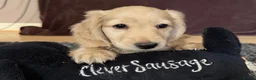 Miniature Dachshund dogs for sale: KC REG Miniature LH Dachshund puppies for sale  - Advert 3