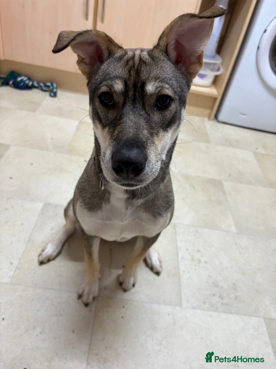 Mixed Breed dogs for sale: 10 month old female husky x German shepherd  in Sudbury - Advert 3
