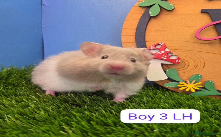 Hamster rodents Syrian Hamster Babies Males Females Pedigree  - Advert 2