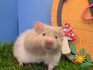 Hamster rodents Syrian Hamster Babies Males Females Pedigree - Advert 1