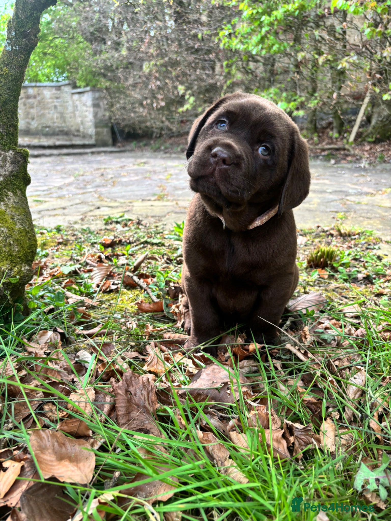 Labrador Retriever dogs True Show Line Chunky Labrador Puppies  - Advert 10