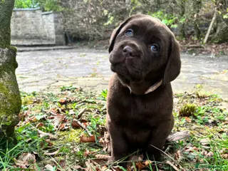 Labrador Retriever dogs True Show Line Chunky Labrador Puppies - Advert 9