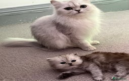 Persian cats for sale: Perfect Persian  - Image 2
