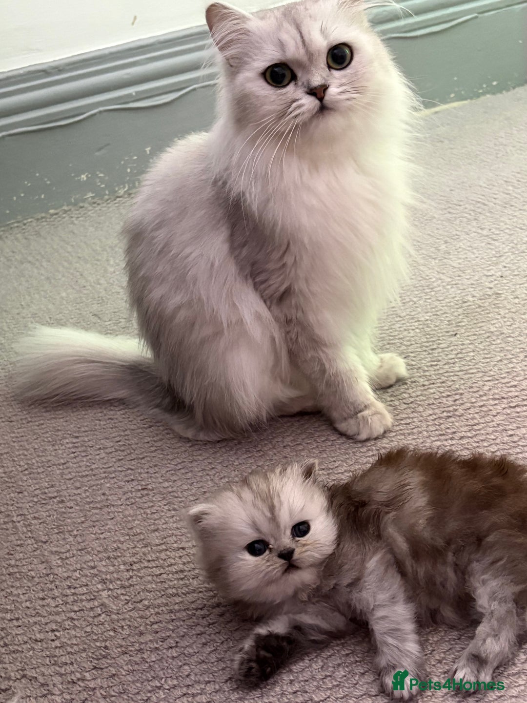 Persian cats for sale: Perfect Persian  - Image 2
