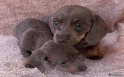 Dachshund dogs for sale: ❤️ Dachshund puppies ❤️ - Image 8
