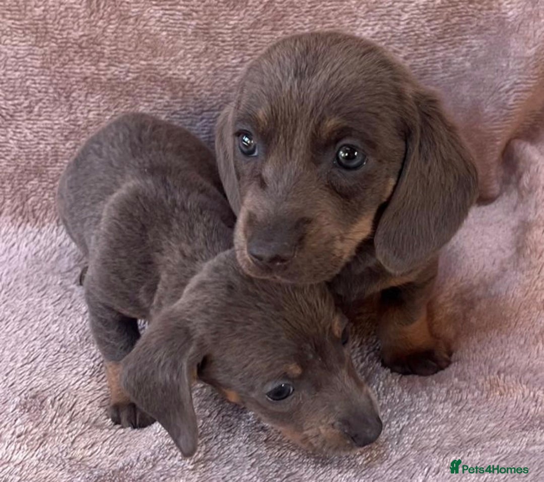Dachshund dogs for sale: ❤️ Dachshund puppies ❤️ - Image 8